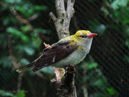 Rigogolo (Oriolus oriolus) - Femmina NUOVA